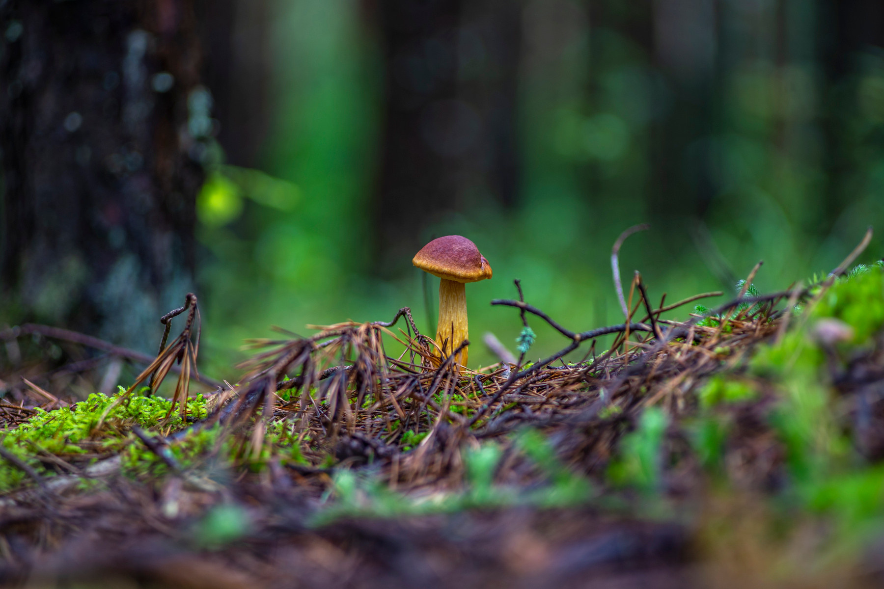 По грибы грибы лес природа осень