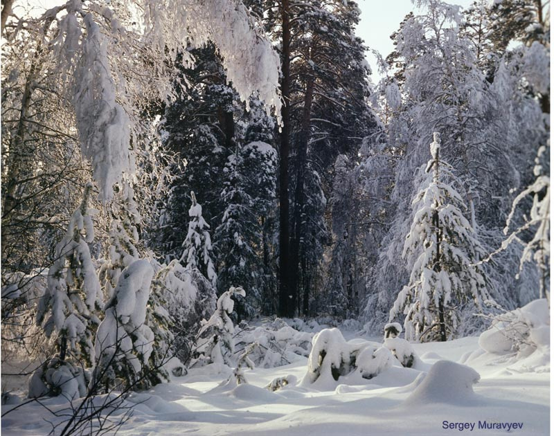 Зимний лес Зимний лес