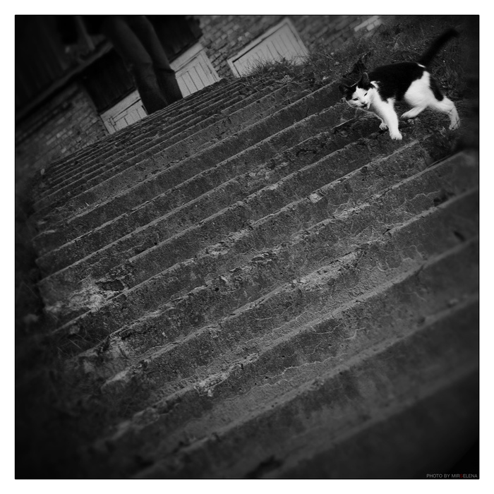 come with me кошкофотка:)