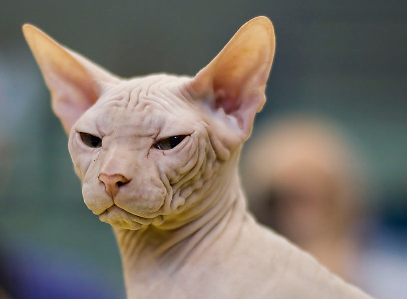 27112 Sphynks Cat 