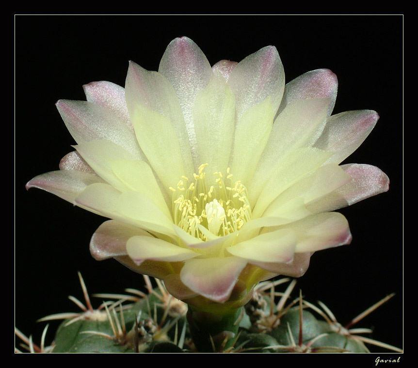 Gymnocalycium кактус
