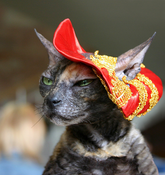 *** Кошки коты и котята