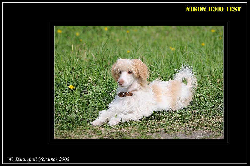 Beauty Nikon собака песик милашка D300