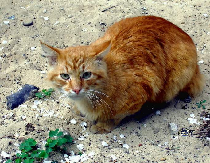 Рыжий кот - это всегда хорошо! рыжий кот