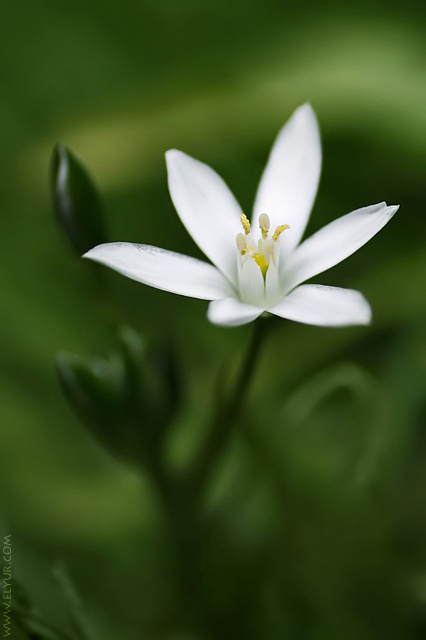 Purity мир чистоты