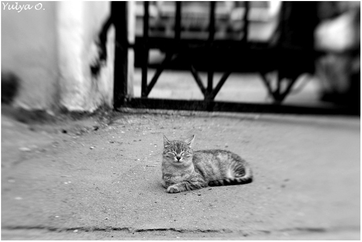 Сонный кот спящий, кот