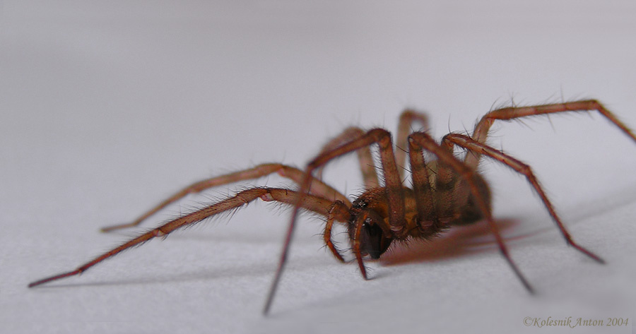 SPIDER ИЛИ ЗВЕРЬЁ МОЁ... паук