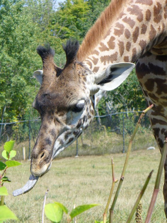 У меня длинная не только шея... Toronto Zoo, жираф