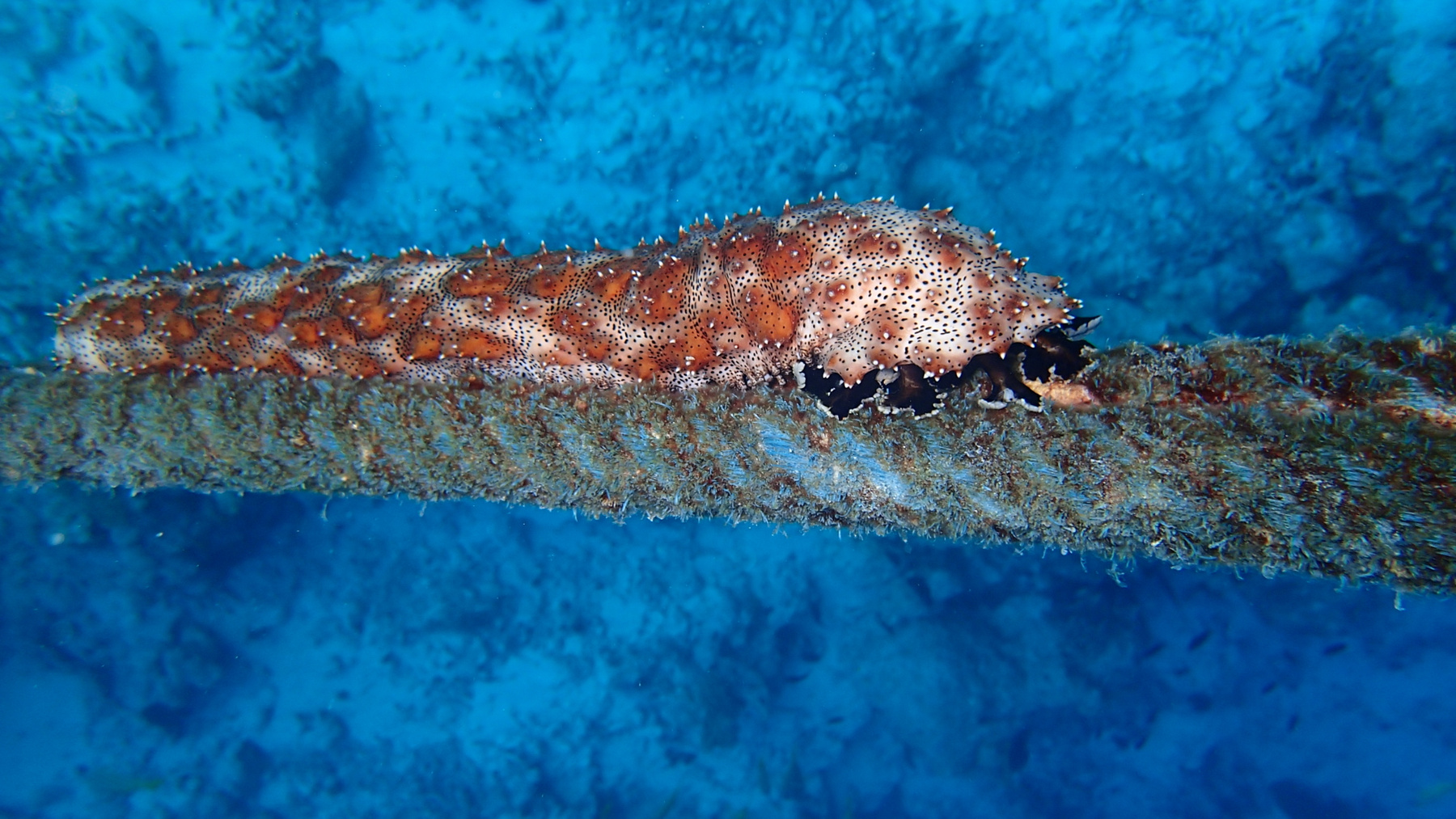 *** maldives underwatter