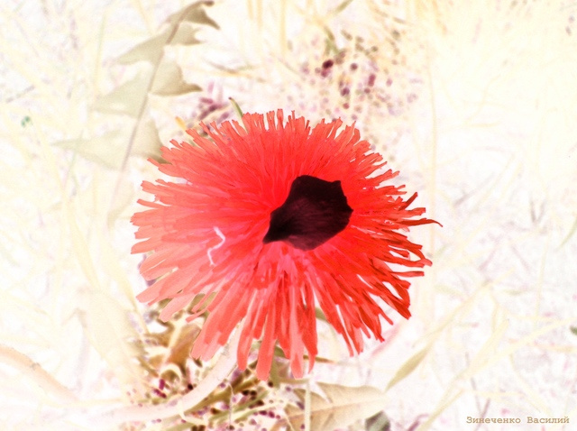 Heart of Summer Сердце, лето, цветок