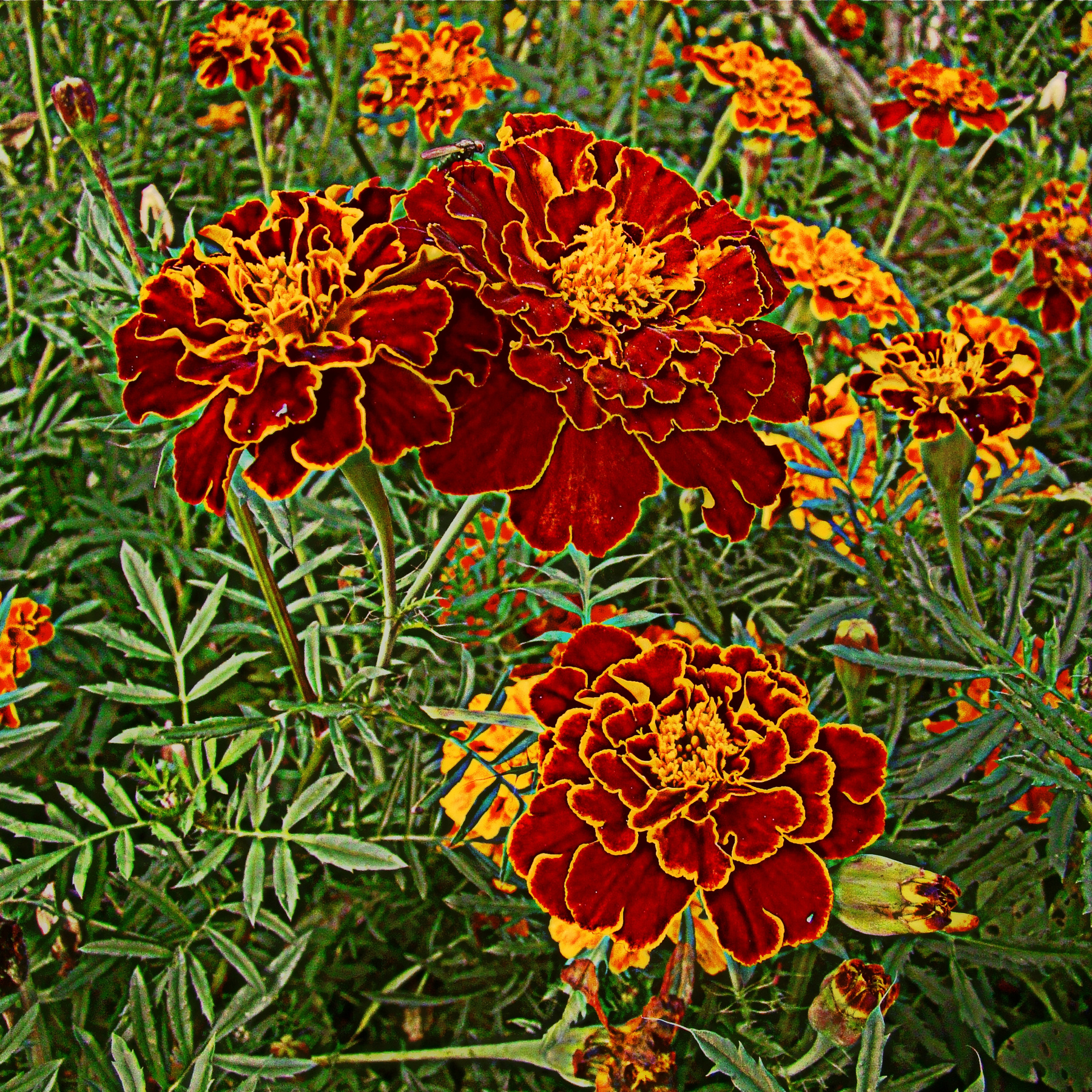Tagetes tagetes, бархатцы, чорнобрiвци