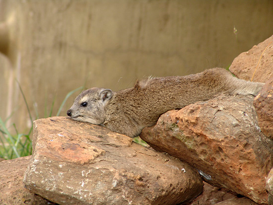 Даман (Rock Hyrax) Кения Hyrax