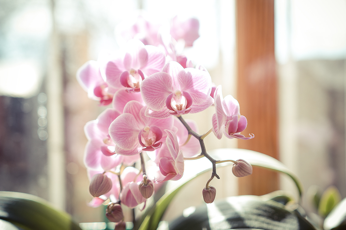 Orchidáceae Orchidáceae