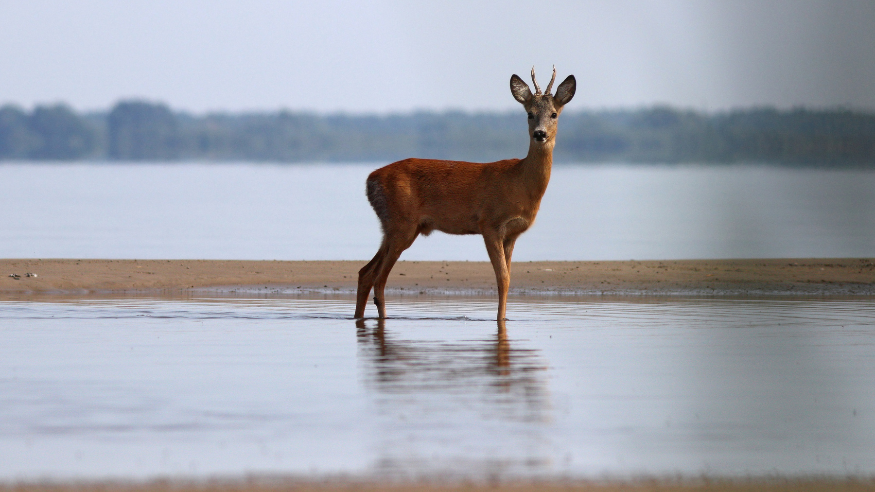 Косуля на Куршском заливе Европейская косуля Capreólus capreólus Roe deer Куршский залив