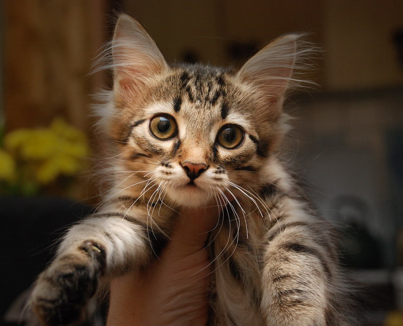 попался! котенок