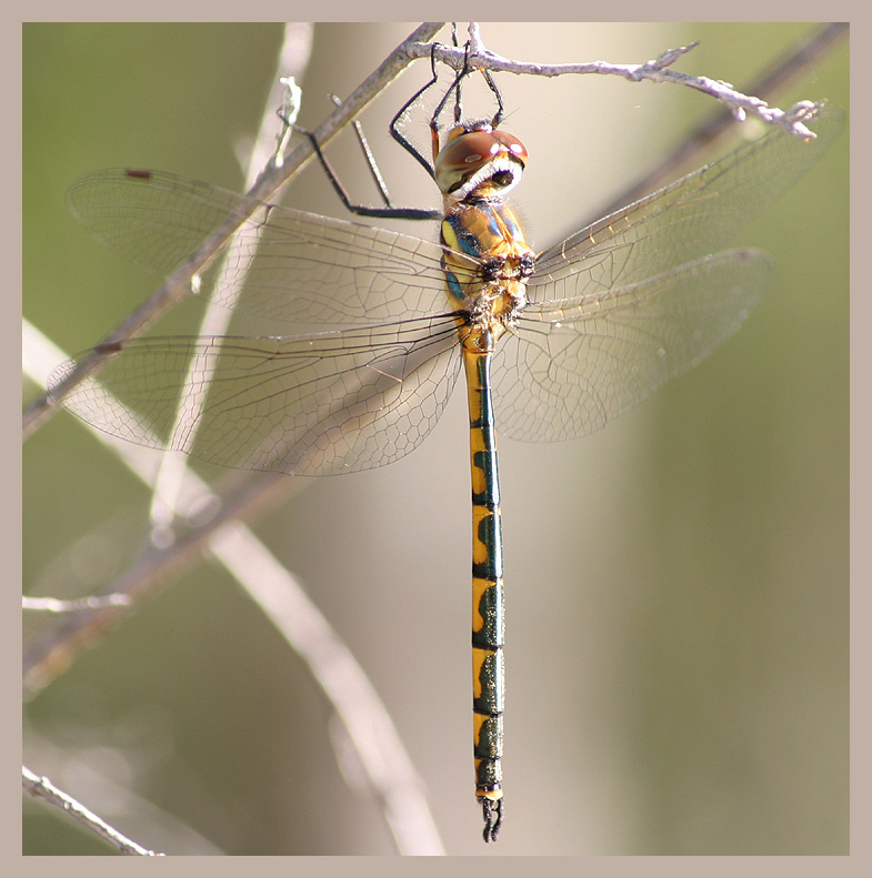 Australian Emerald Hemicordulia australiae
