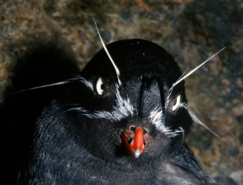 Рогатик Малая конюга, Aethia pygmaea, Остров Булдырь, Whiskered Auklet, Buldir Island, the Aleutians, Alaska