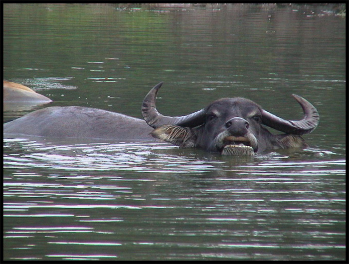 Я водяной, я водяной... Wild Safari, Six Flags, NJ