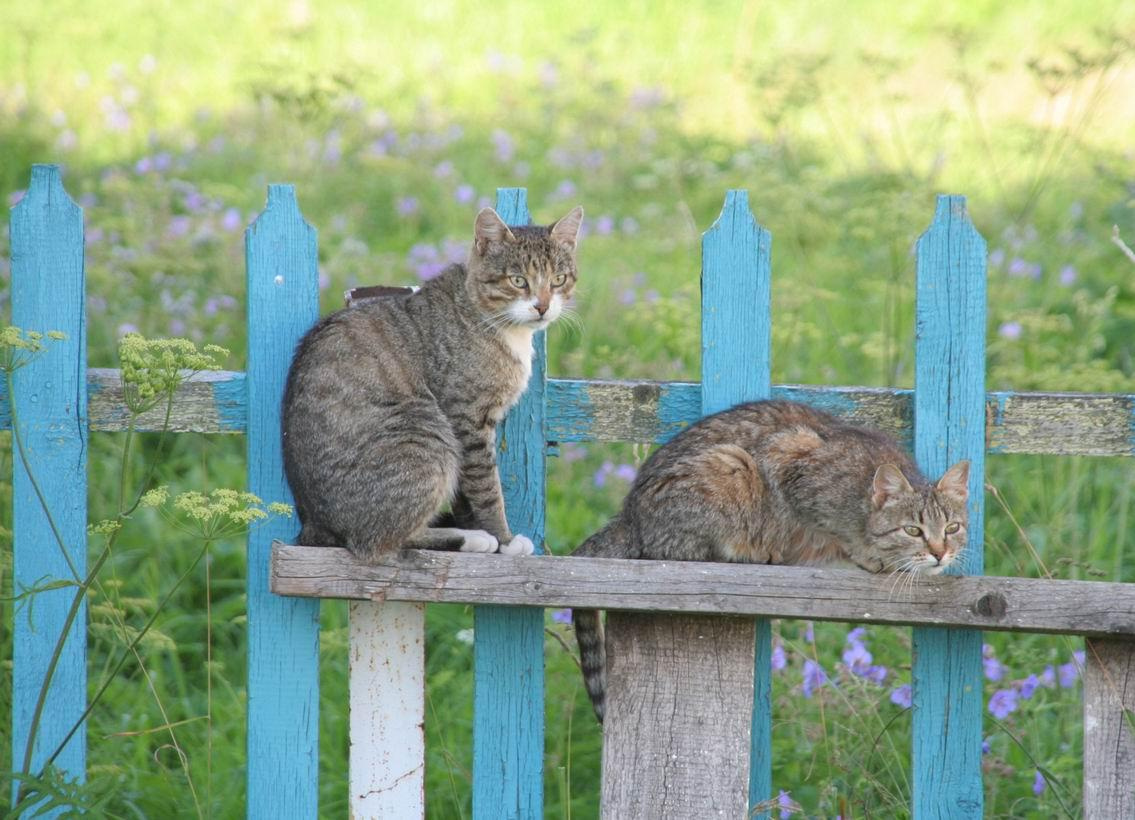 монастырские коты коты