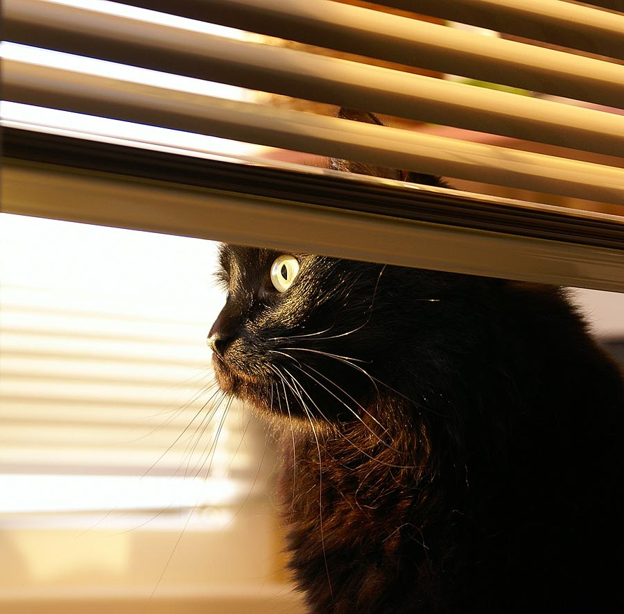 Good morning! кот