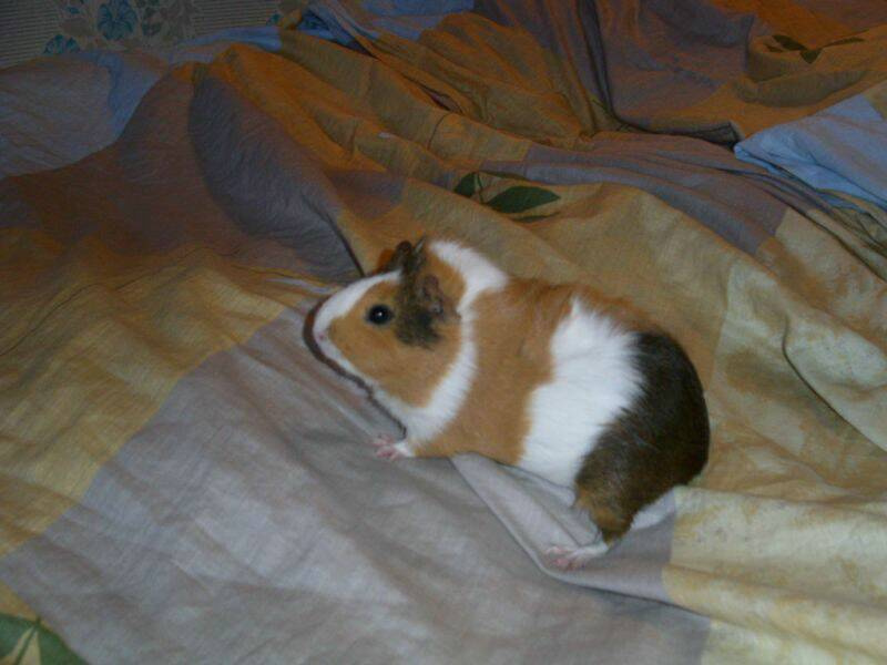 Шурик 