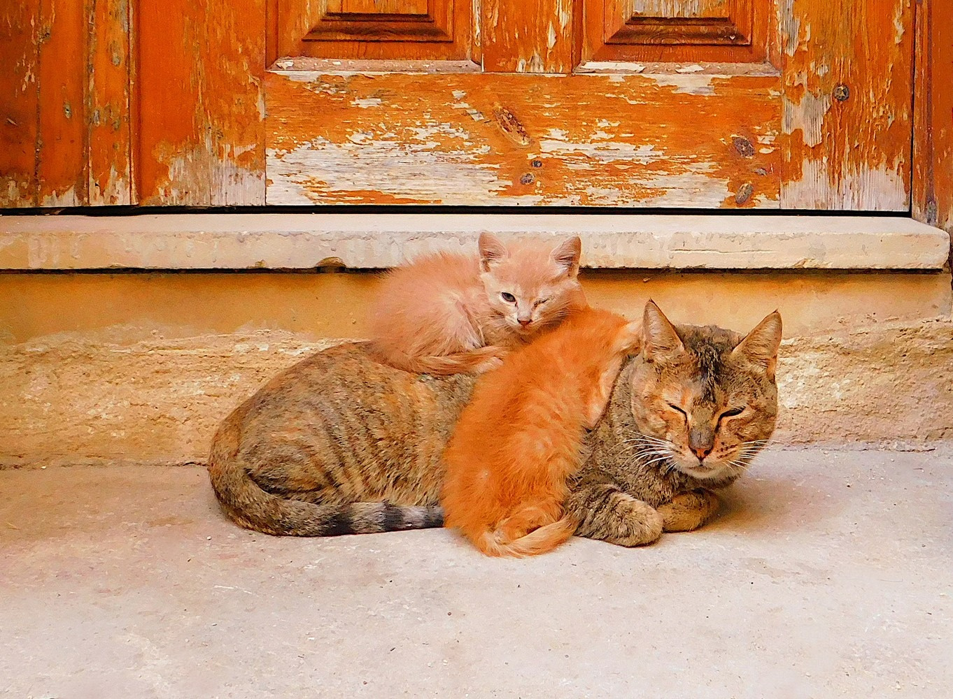Purrrfect 