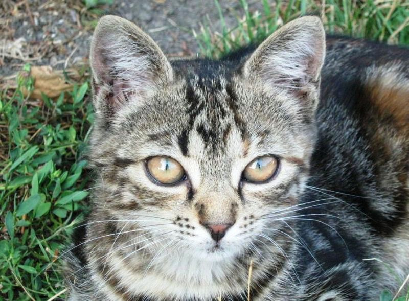 Самая красивая анапская кошка красивая кошка