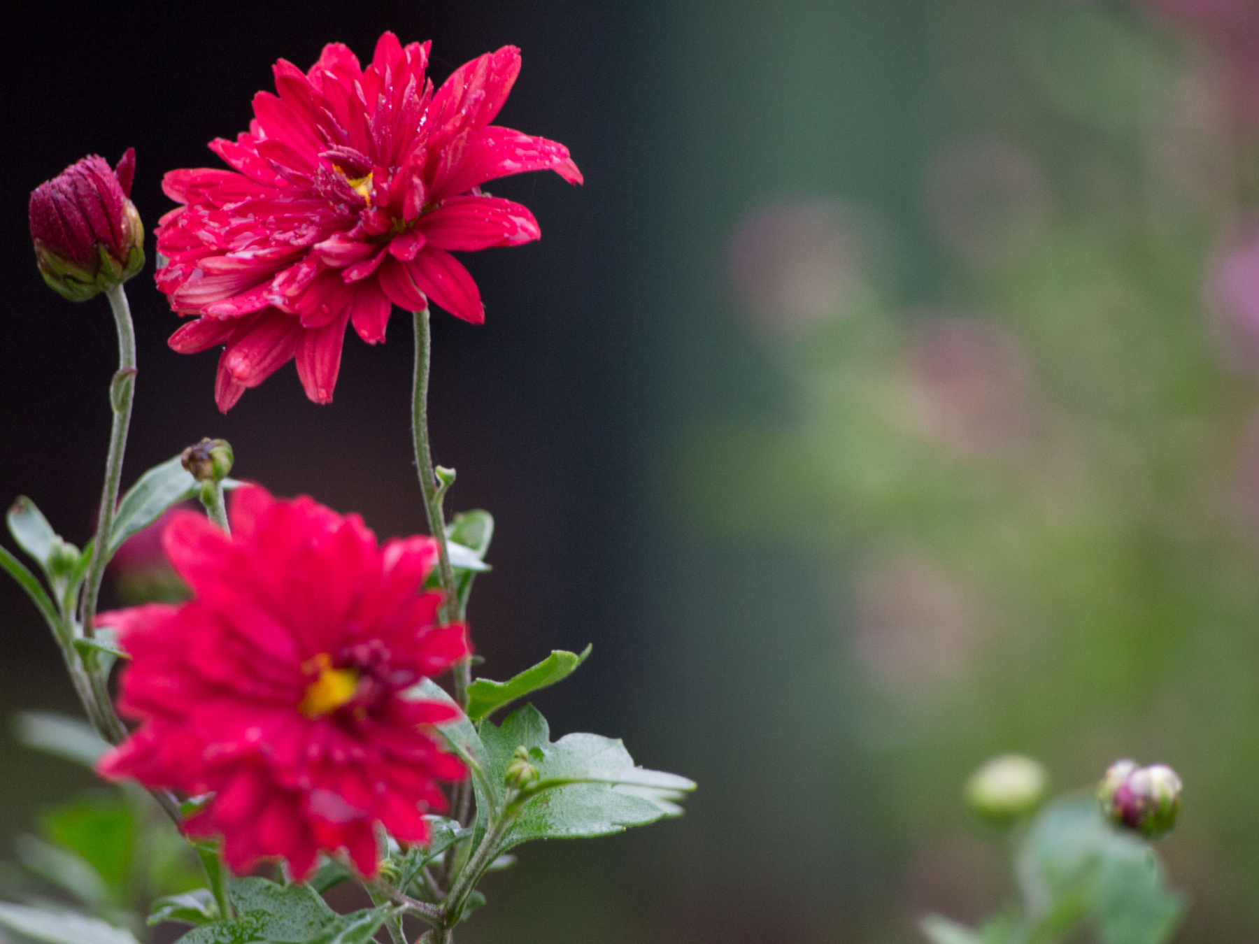 automn flowers цветы, розовый