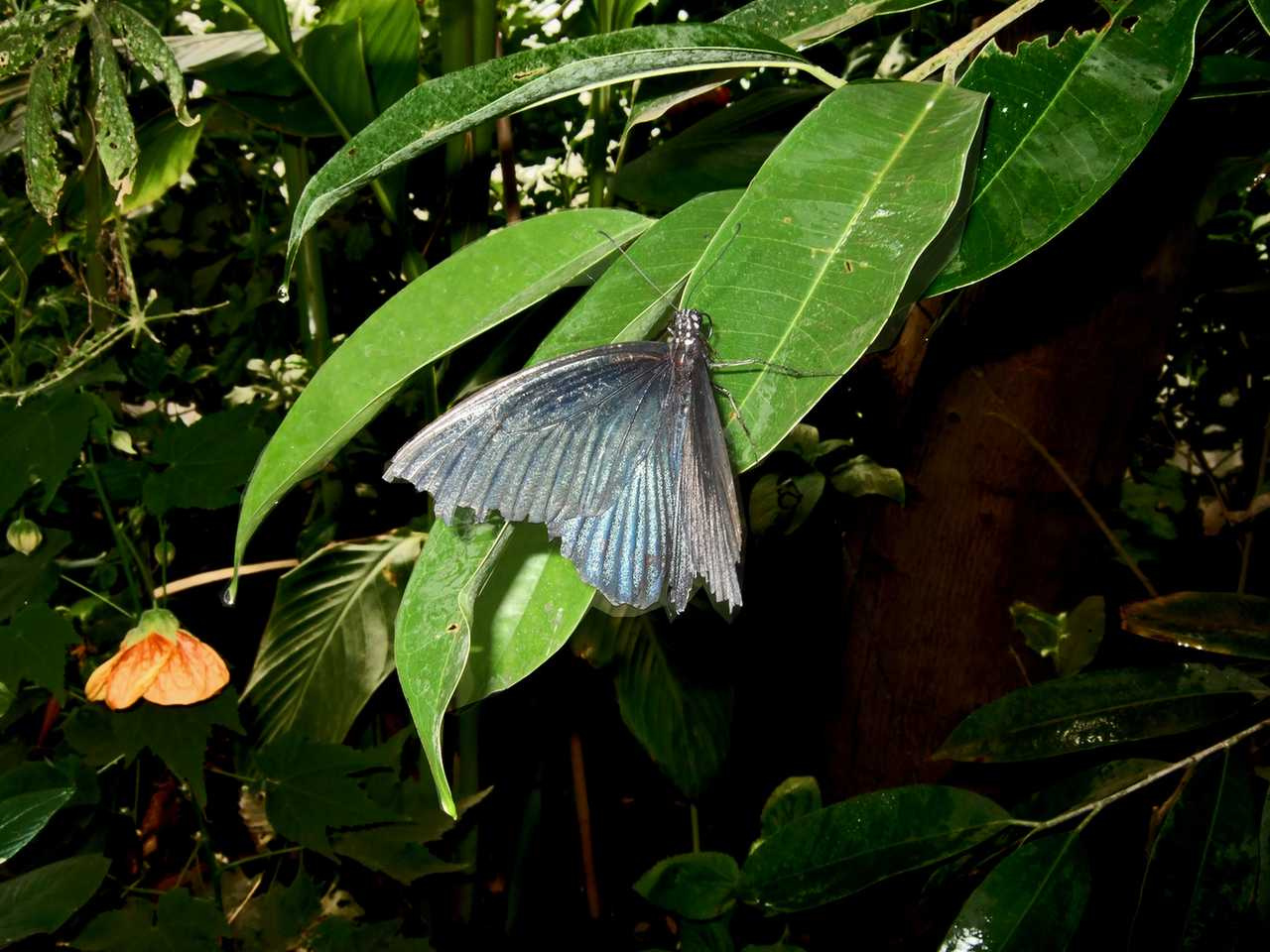 Butterfly butterfly