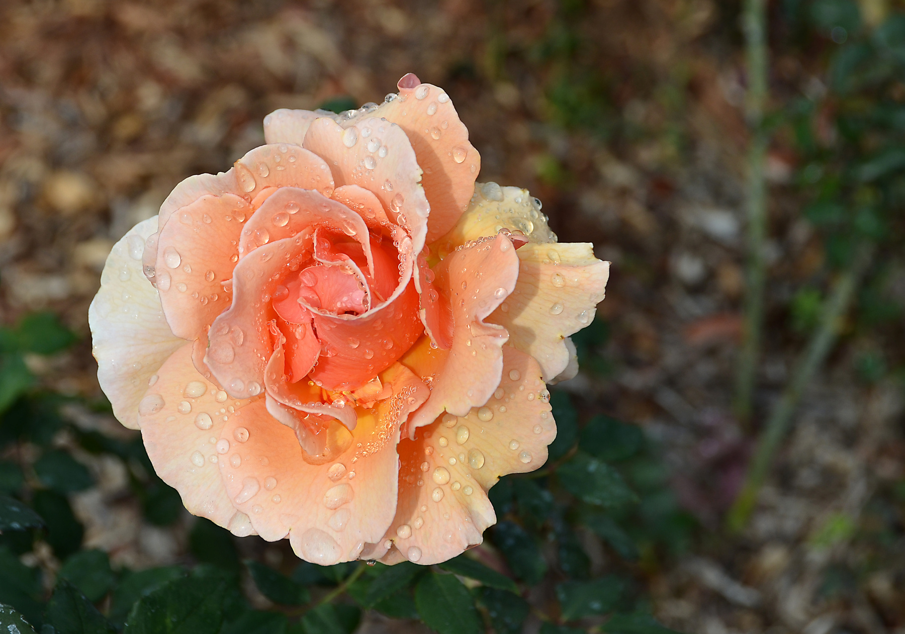 Dew, dew, dew... 