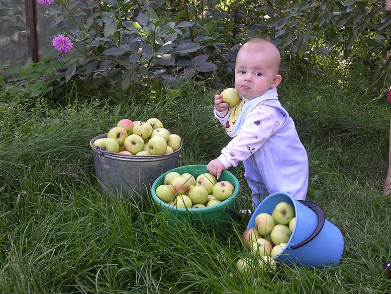 бабушкин урожай яблоки  сад   ребенок
