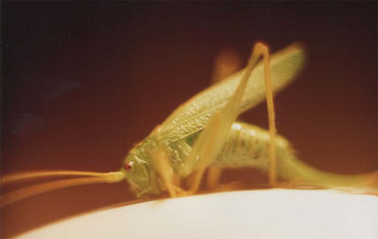 jumper кузнечик букашки