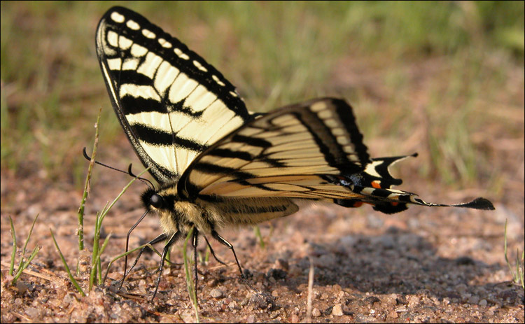 Tiger Swallow Tail butterfly