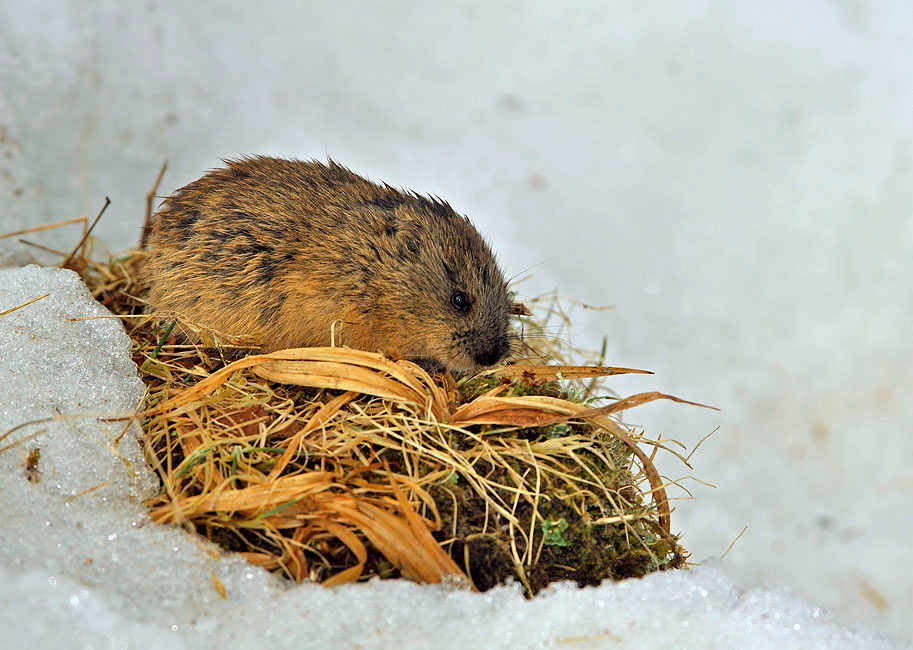 Мышь, почти Желтобрюхий лемминг, Lemmus trimucronatus, North American Brown Lemming, St. George Island, the Pribilofs, Bering Sea, Alaska