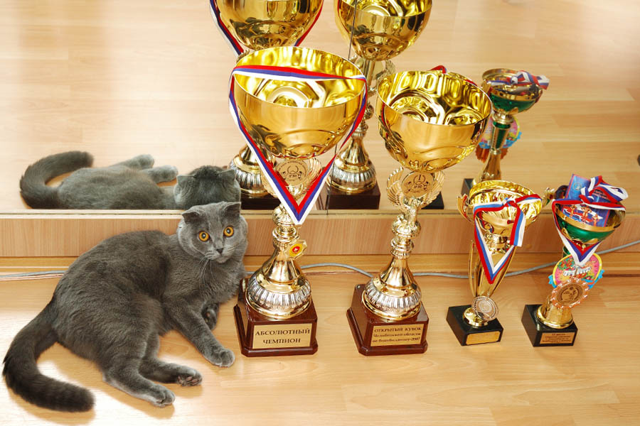 Фотографируйте быстрей! Пока хозяйки нет. кот чемпион зеркало