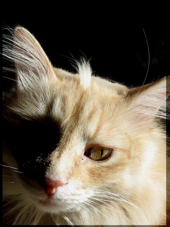 Взгляд на жизнь глазами кота или давольный кошара! Кот,рыжий,с,хахолком,на,голове.....