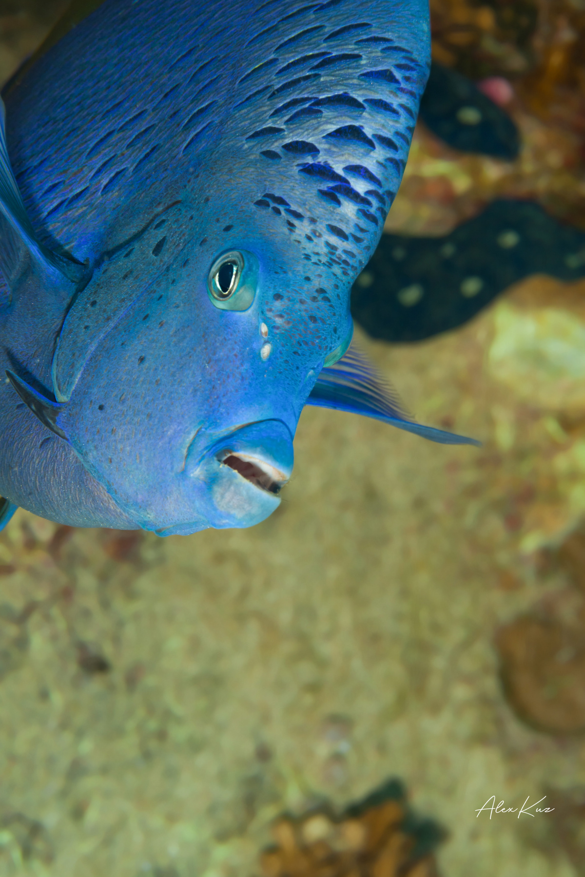 Yellowbar angelfish is interesting corals diving fish macro nature ocean photography photos sea underwater water world рыбы море океан дайвинг подводная фотография