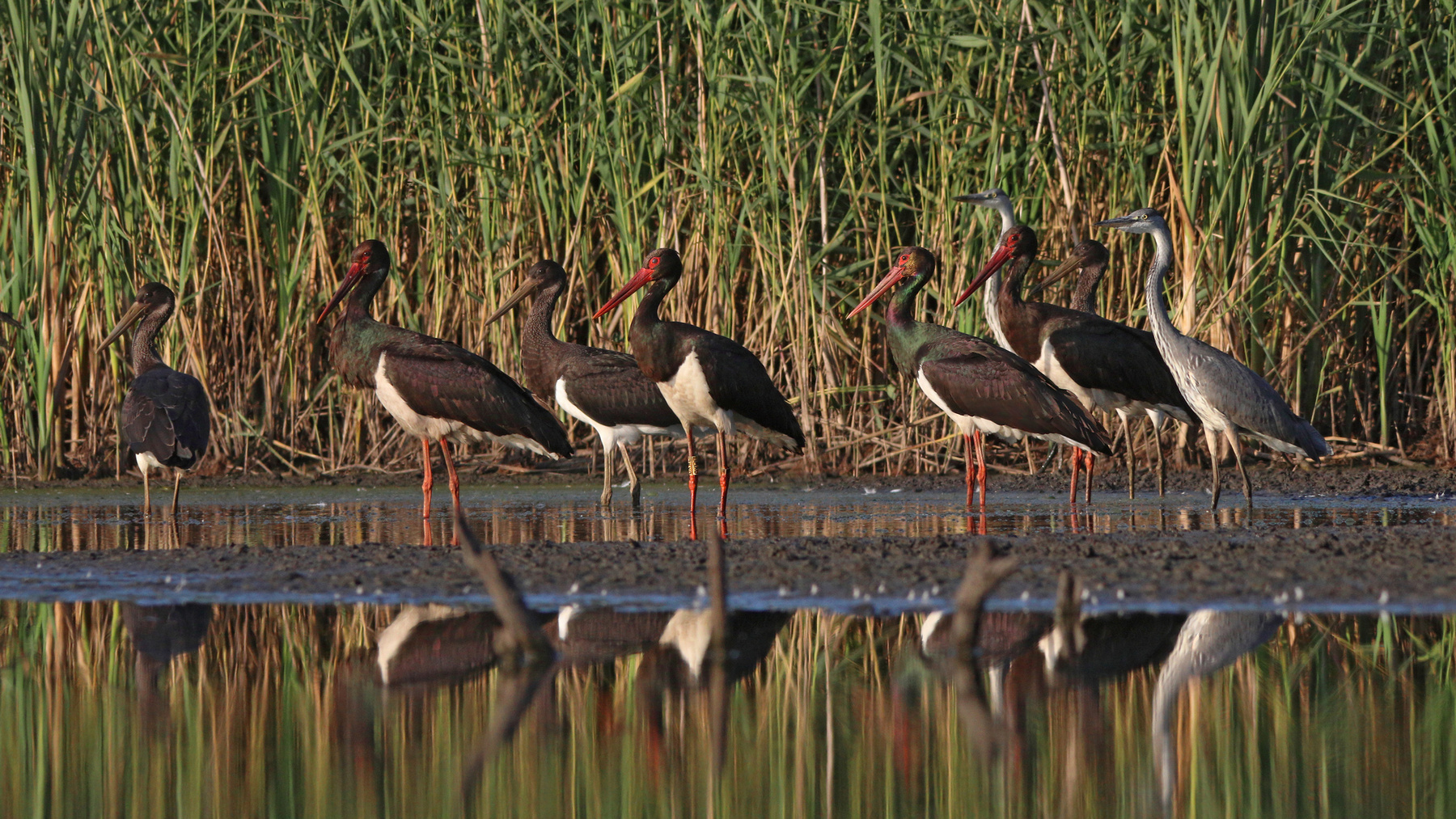Чёрные аисты Чёрный аист Ciconia nigra Black stork