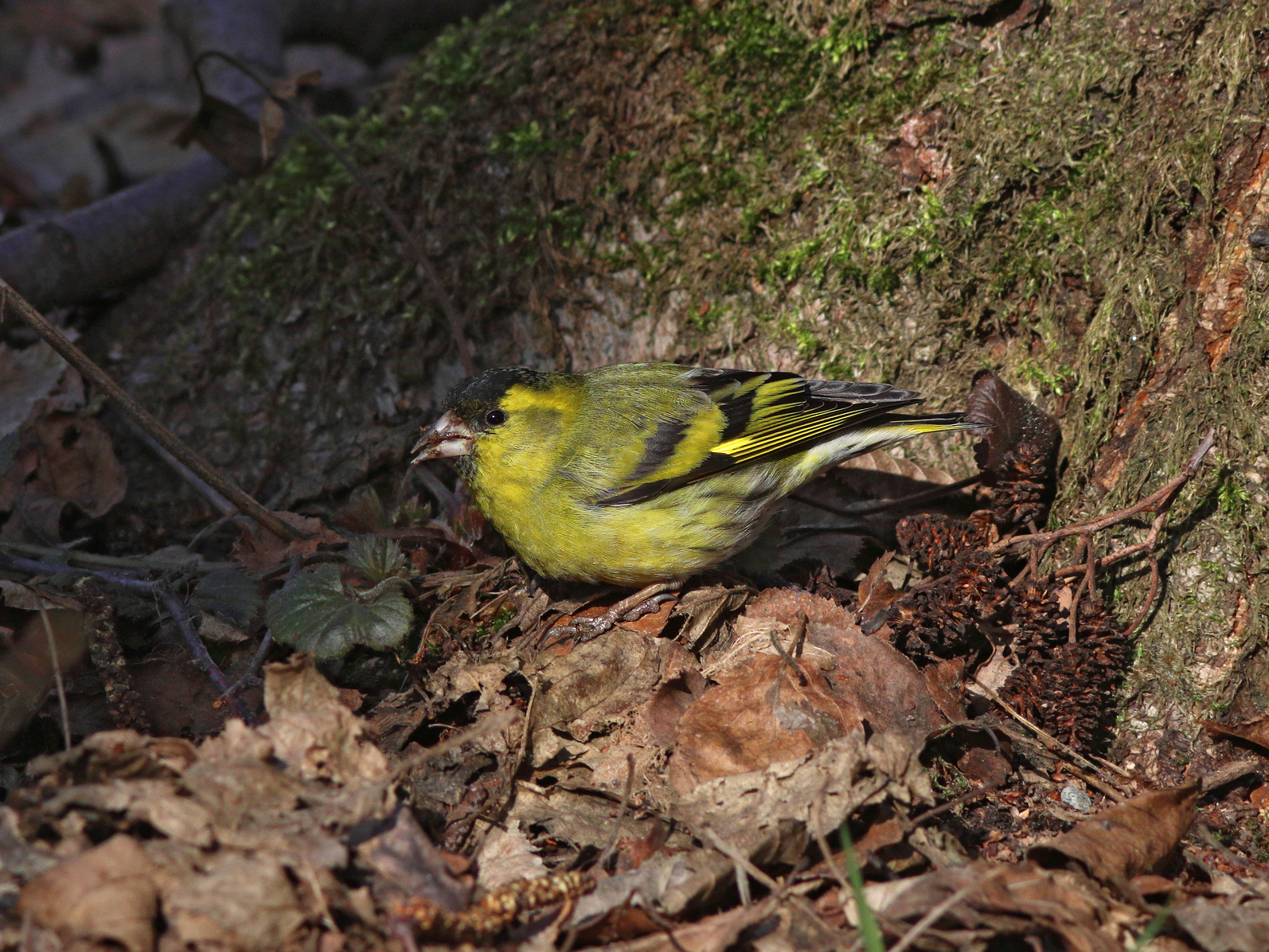 Чижик Чиж Spinus spinus Siskin