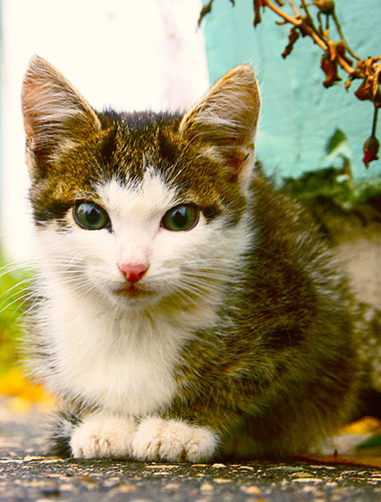 Санаксарский котейко кот санаксарский