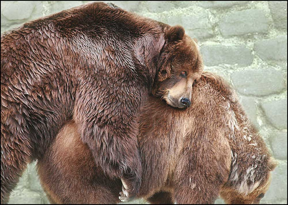 устал мишка, медведь, звери