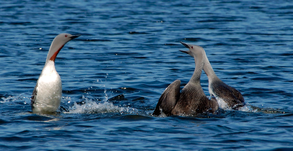 Противостояние Краснозобая гагара, Gavia stellata, Red-throated Loon, Tobseda, Barents Sea, Arctic