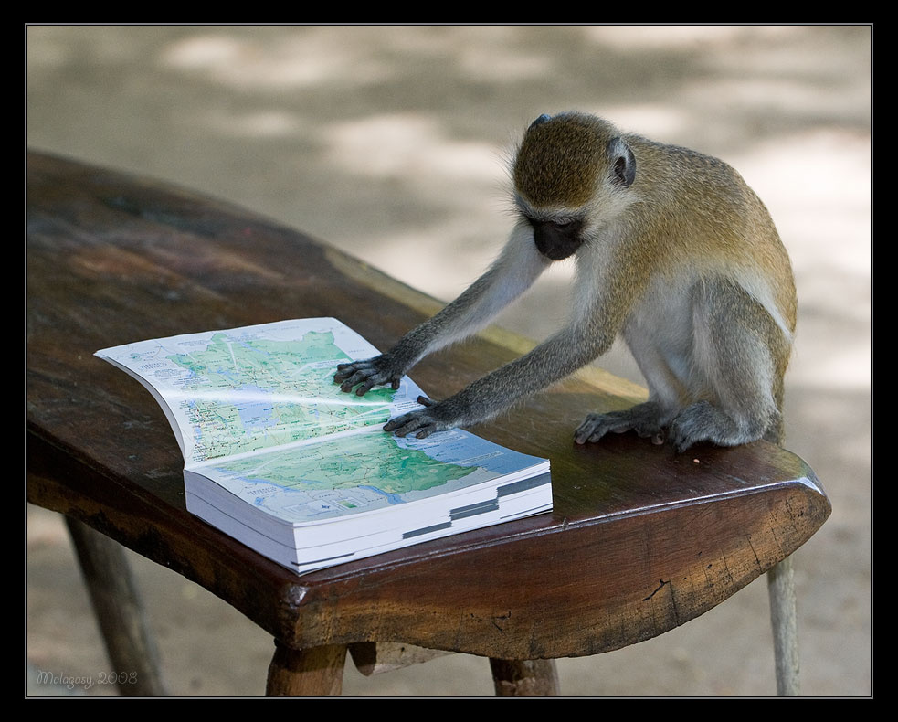 Да да, мы с Вами где-то вот тут... Танзания Tanzania мартышка Селус