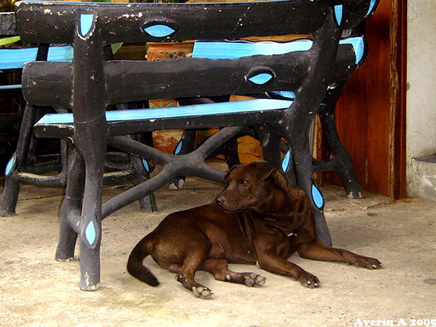 пес под лавкой собака
