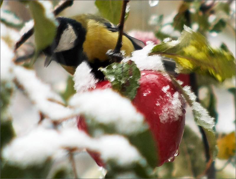 SnowApple 