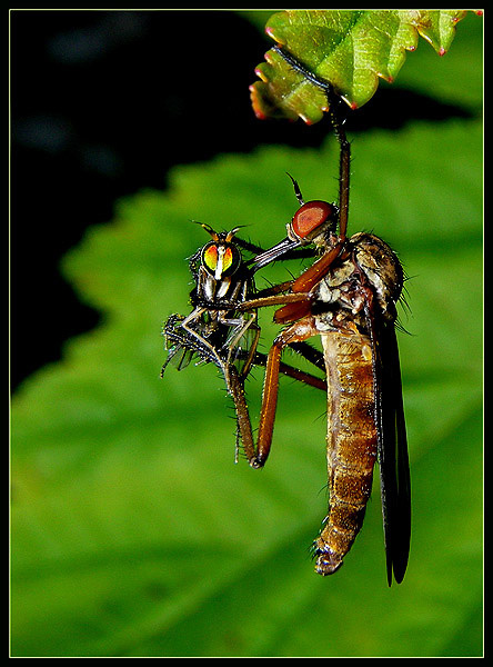 Смертельный поцелуй ТОЛКУНЧИКИ (Empididae)
