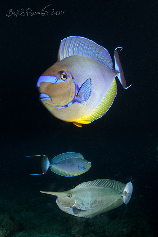групповой портрет единорогов групповой портрет единорог unicorn night dive Мальдивы Maldive