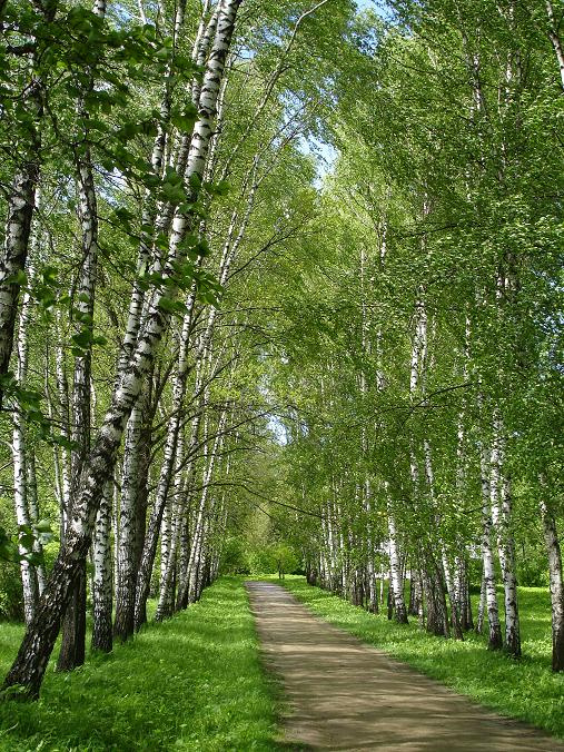 Прешпект, Ясная Поляна березовая аллея Прешпект Ясная Поляна Музей-усадьба Л.Н. Толстого