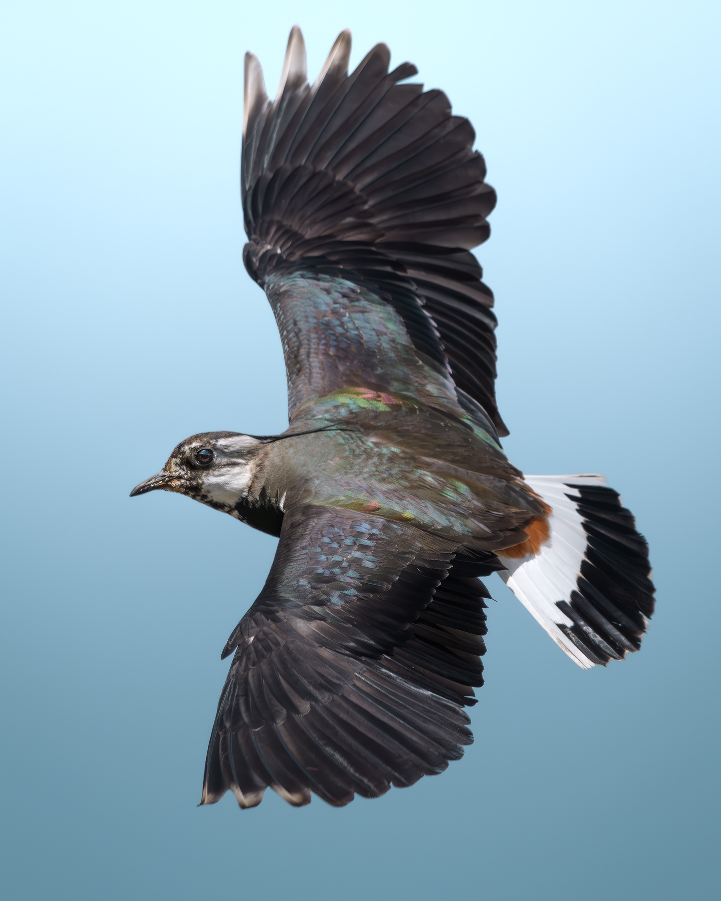 Чибис (Vanellus vanellus) 
