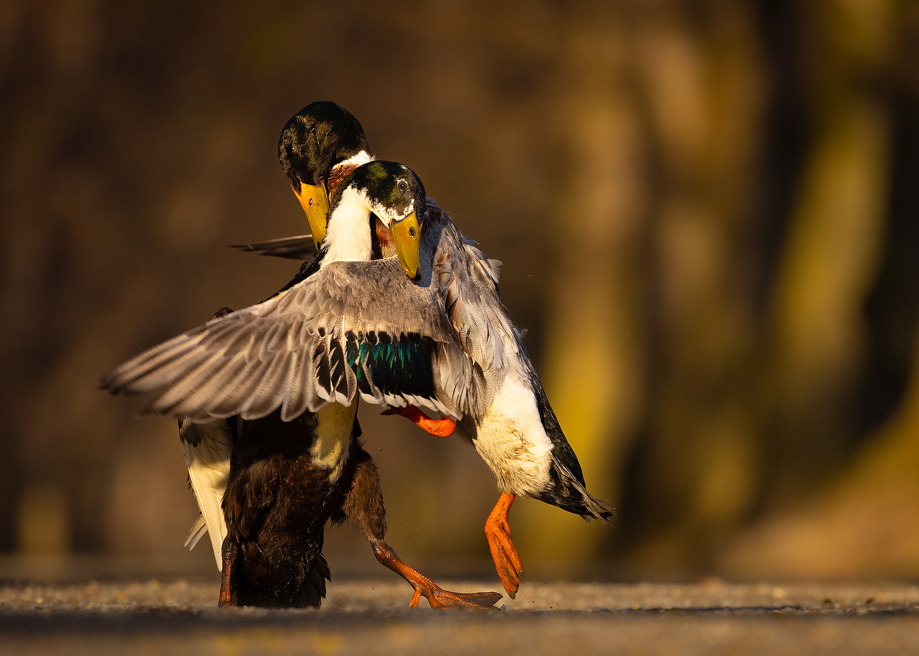 Duel 
